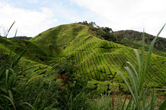 Teeplantage am Berg