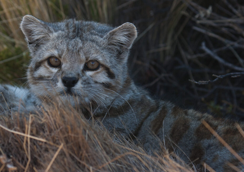 Andean Mountain cat close up