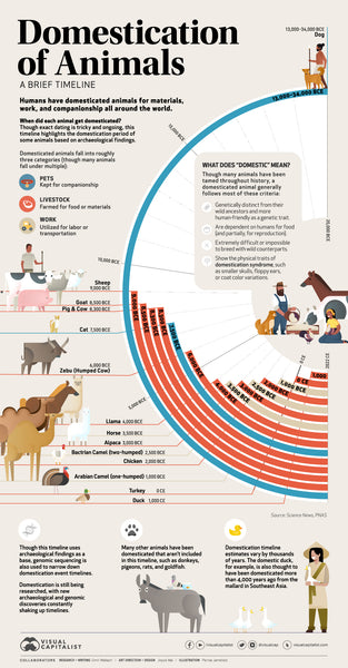 Domestication of animals timeline