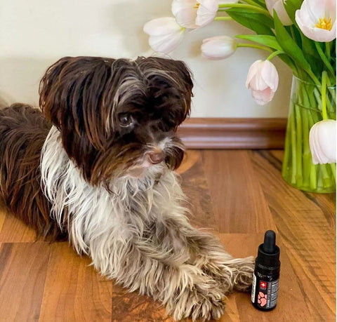 CBD für ältere Hunde