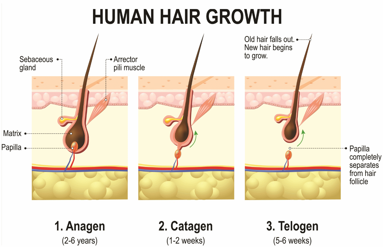 Hair Growth Cycle Structure of Hair  3 Stages Explained