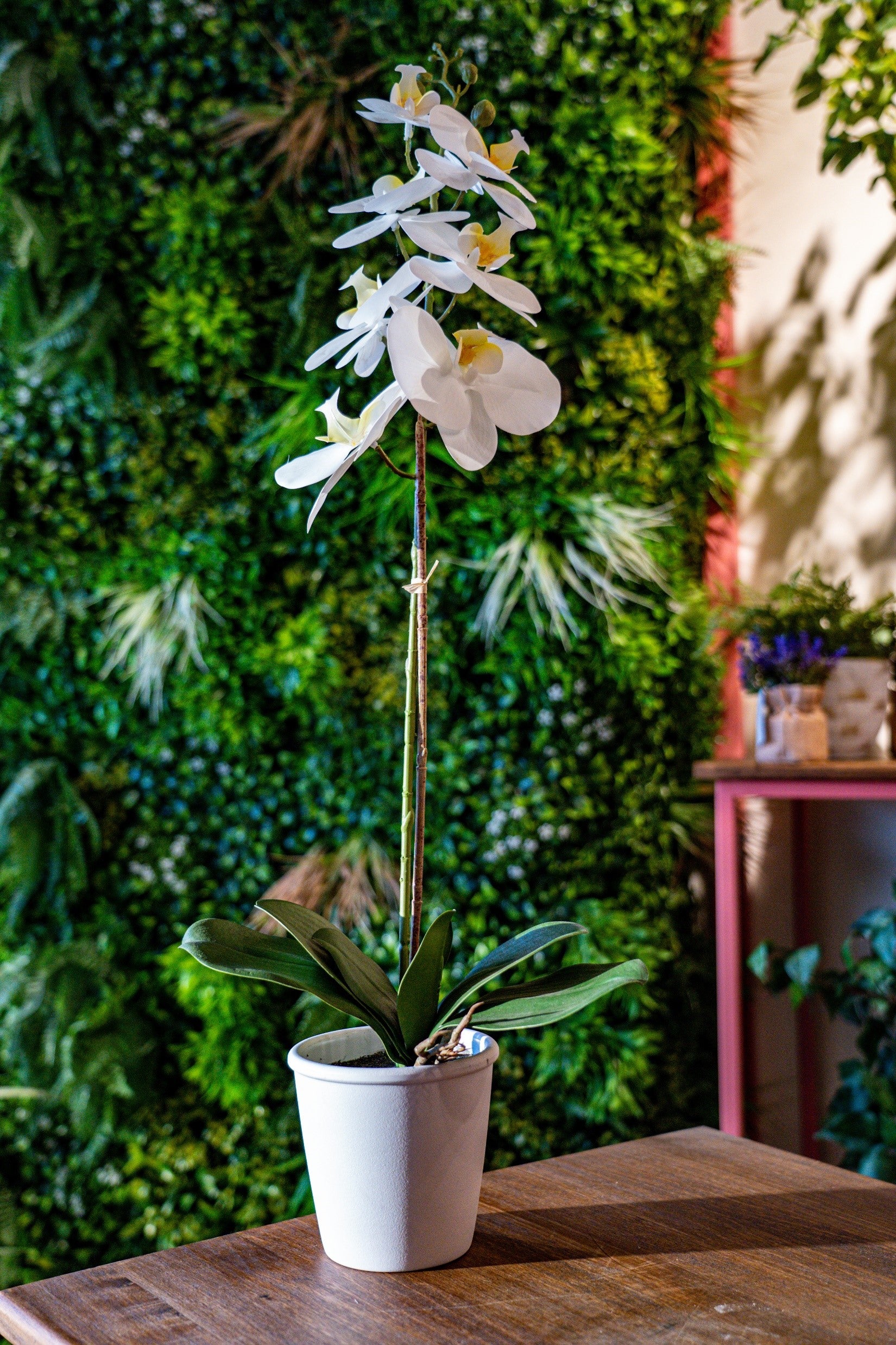 GREEN ELEMENT | PLANTAS DE MESA | ORQUIDEA BLANCA EN MACETERO – Green  Element