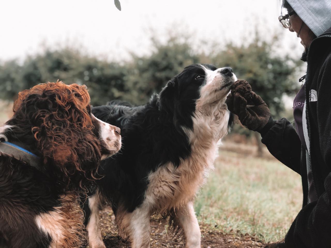 Los perros truferos