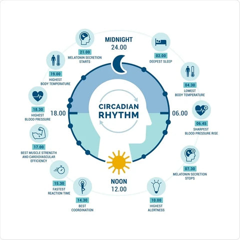 Cycle circadien