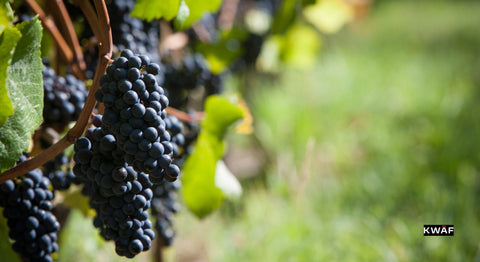 7 Reasons Why Pinot Meunier Wine is a Must-Try in 2024