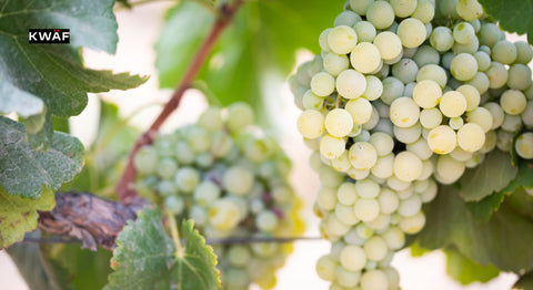 A Beginner's Guide to Moscato Wine_ Everything You Need to Know