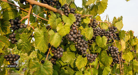 Raise a Glass_ Muscadine Grape Wine Recipe for the Year 2024