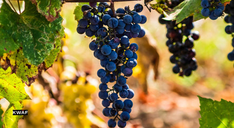 The Ultimate Guide to Pairing Barbera with Food