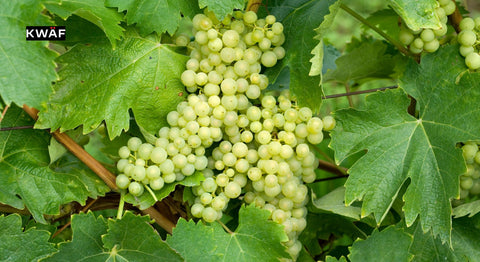 Trebbiano_ The Versatile White Wine You Need to Try