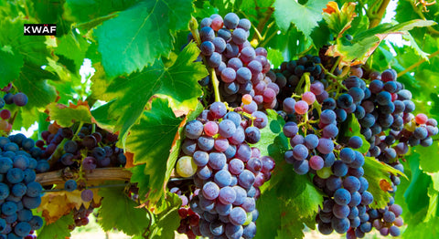 Unveiling the Rich History and Bold Flavors of Carignan Wine