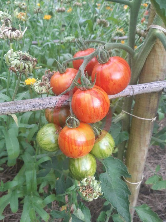 Tomato Brandywine (Sudduth Strain) - Ark of Taste - USDA Certified Organic  Vegetable Seed - 250 Seeds