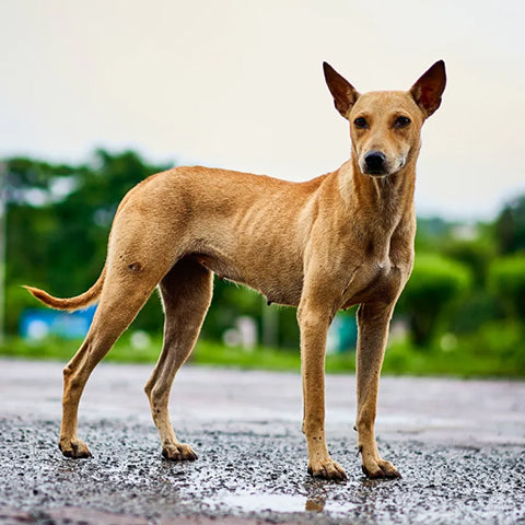 Indian pariah dog