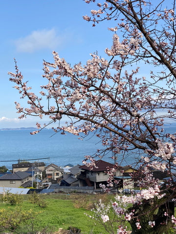 杏の花