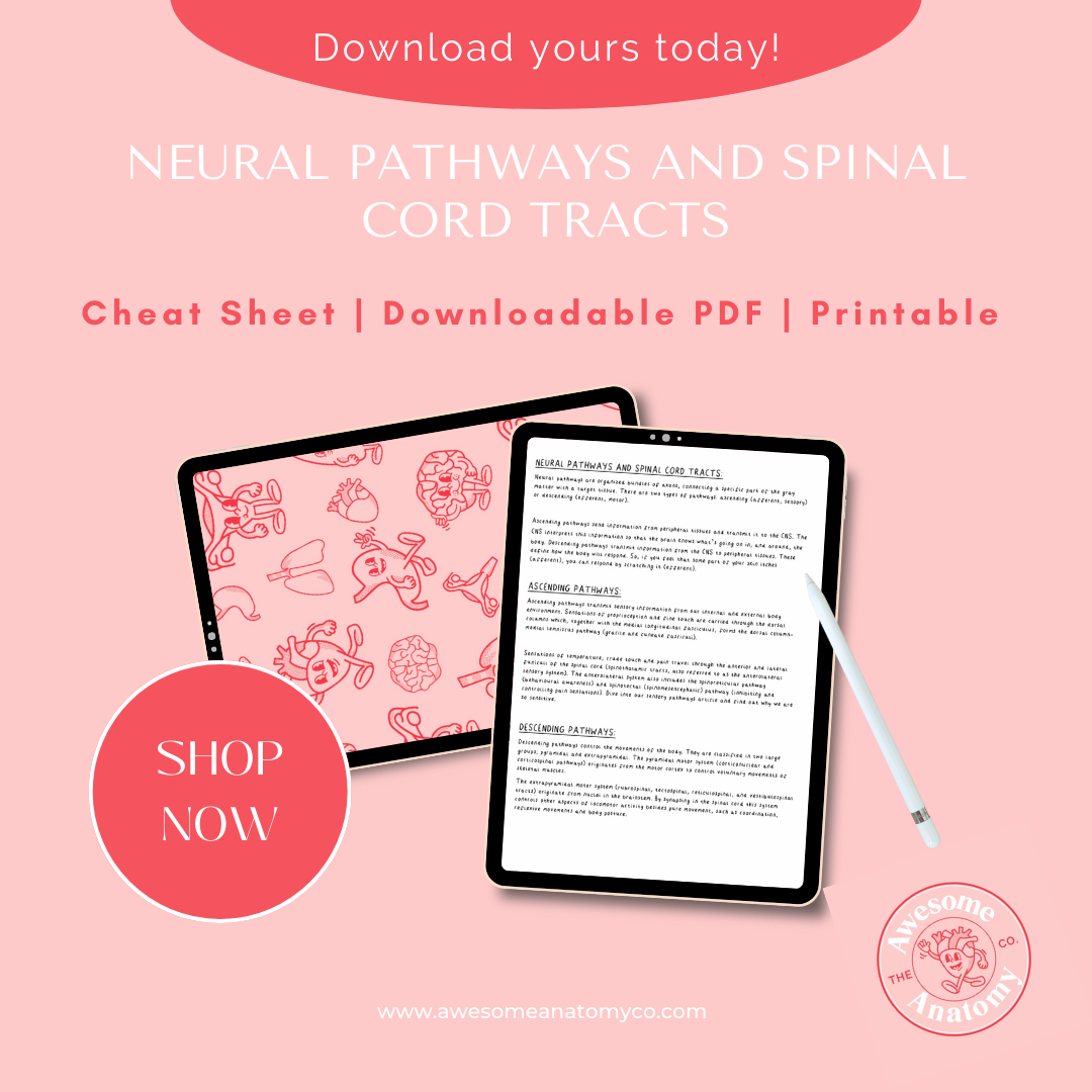 A4 Cheat Sheet Neural Pathways and Spinal Cord Tracts Digital Download