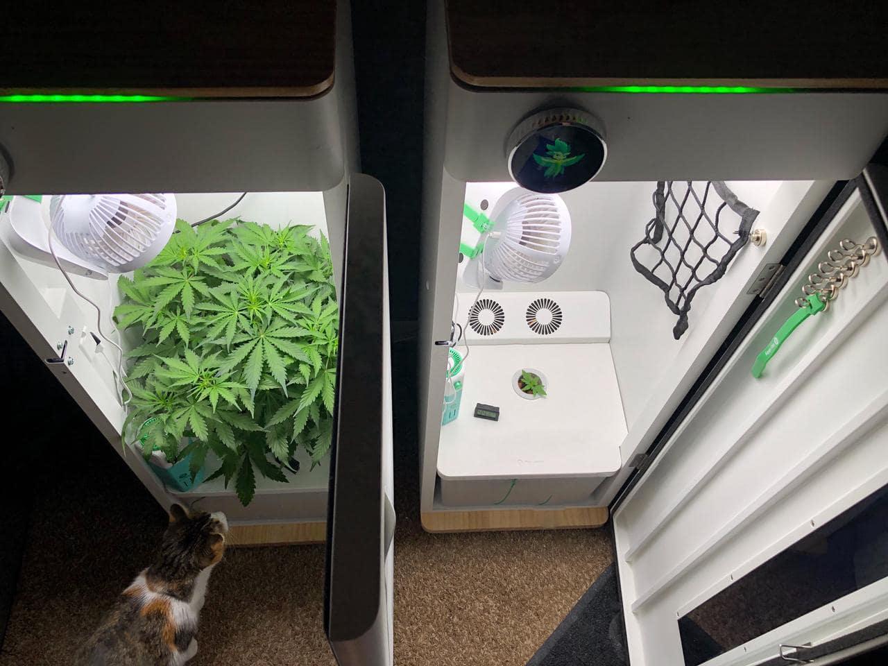 cannabis grown in Hey abby grow box_@Wiccn
