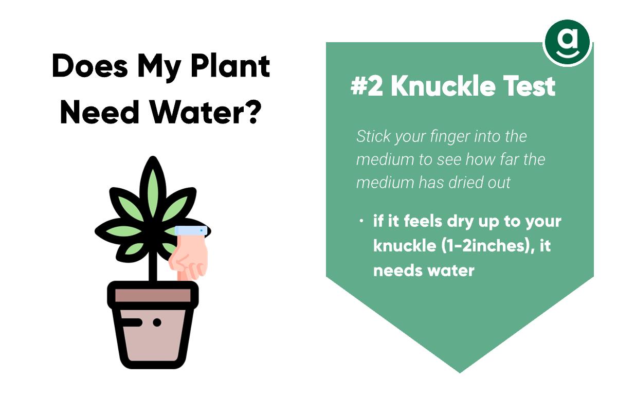 How to Tell If My cannabis plant Needs Water_knuckle test