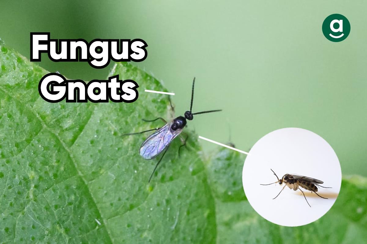 common bugs on weed plants_fungus gnats