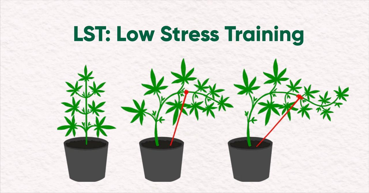 cannabis plant low stress training