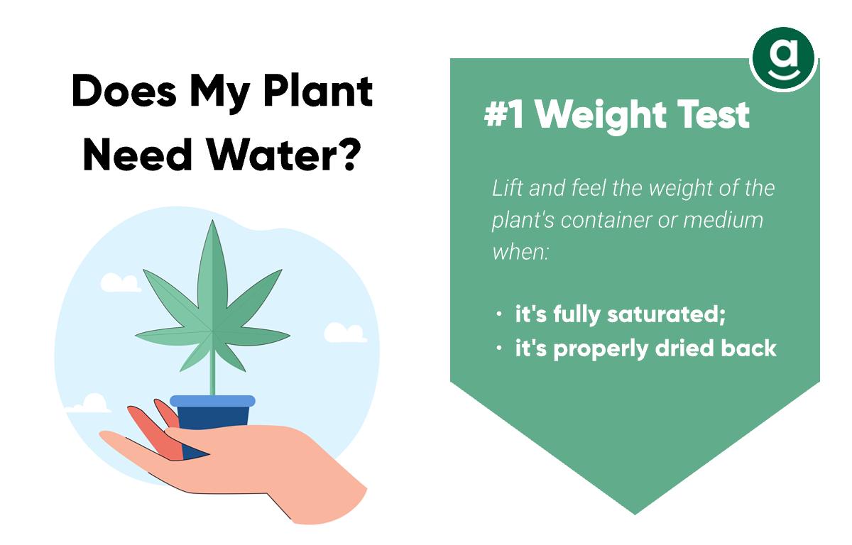 How to Tell If My cannabis plant Needs Water_weight test