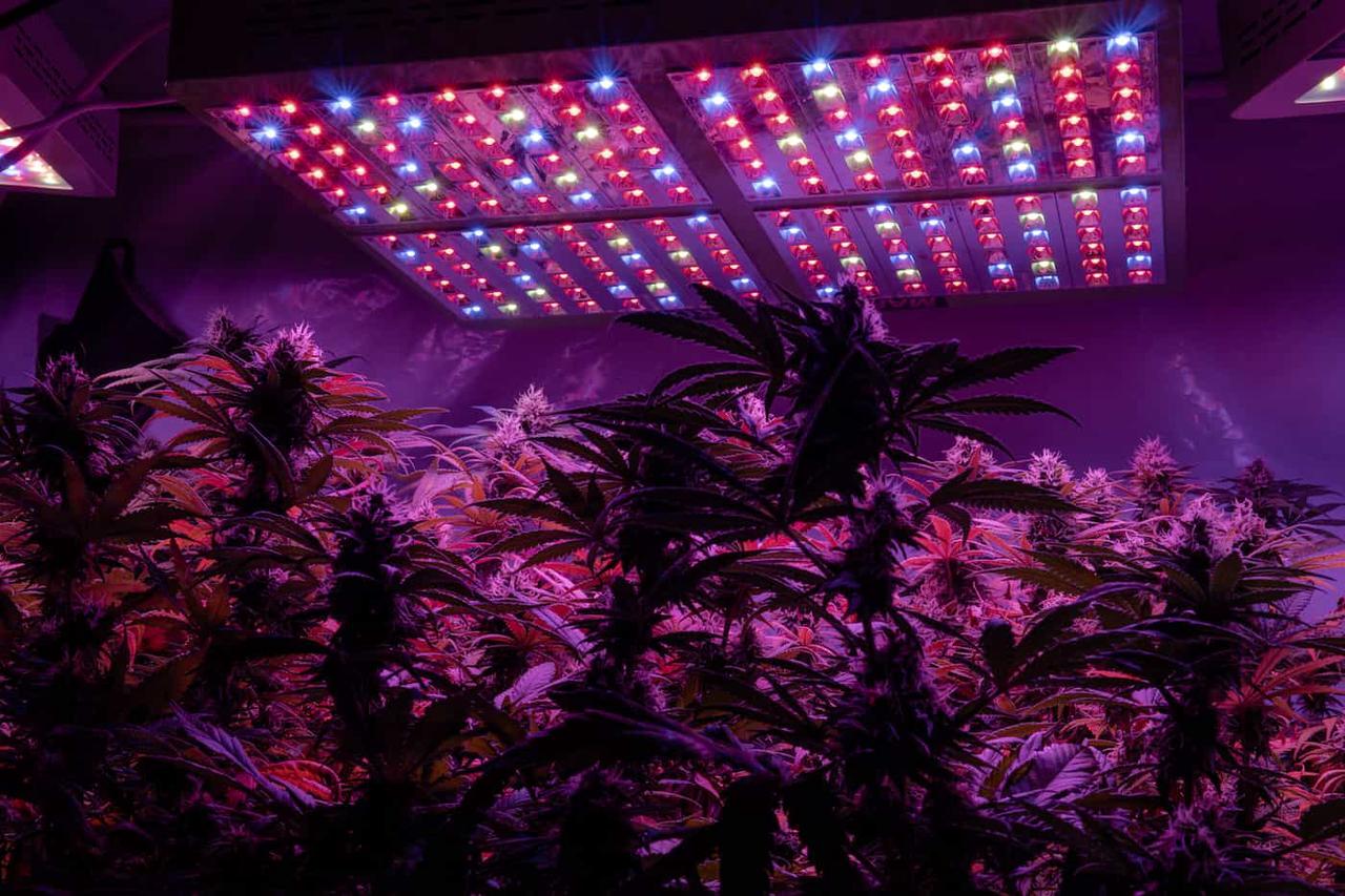 LED cannabis grow lights