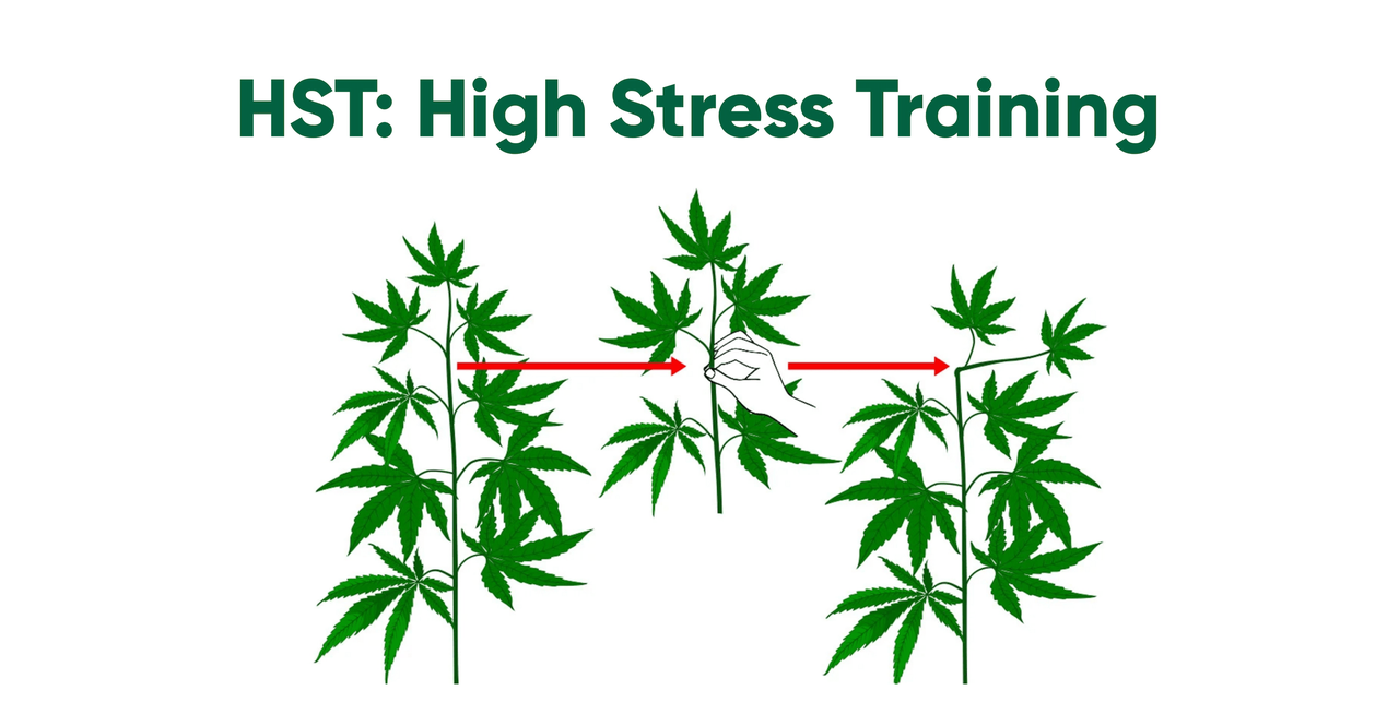 cannabis plant high stress training