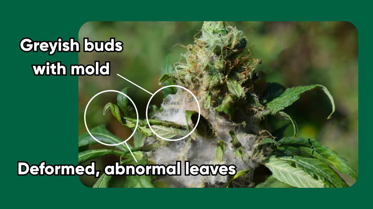 cannabis bud rot_mid stage