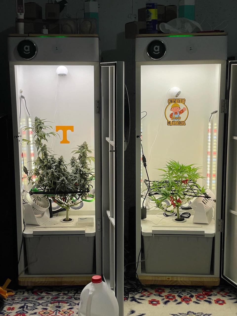 growing weed in colorado with Hey abby grow box