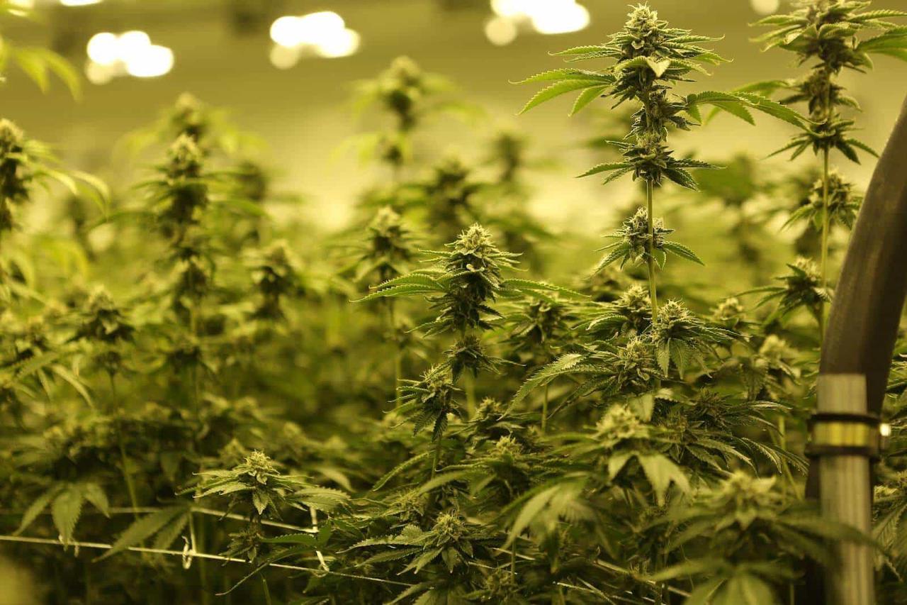 scrogging cannabis plants