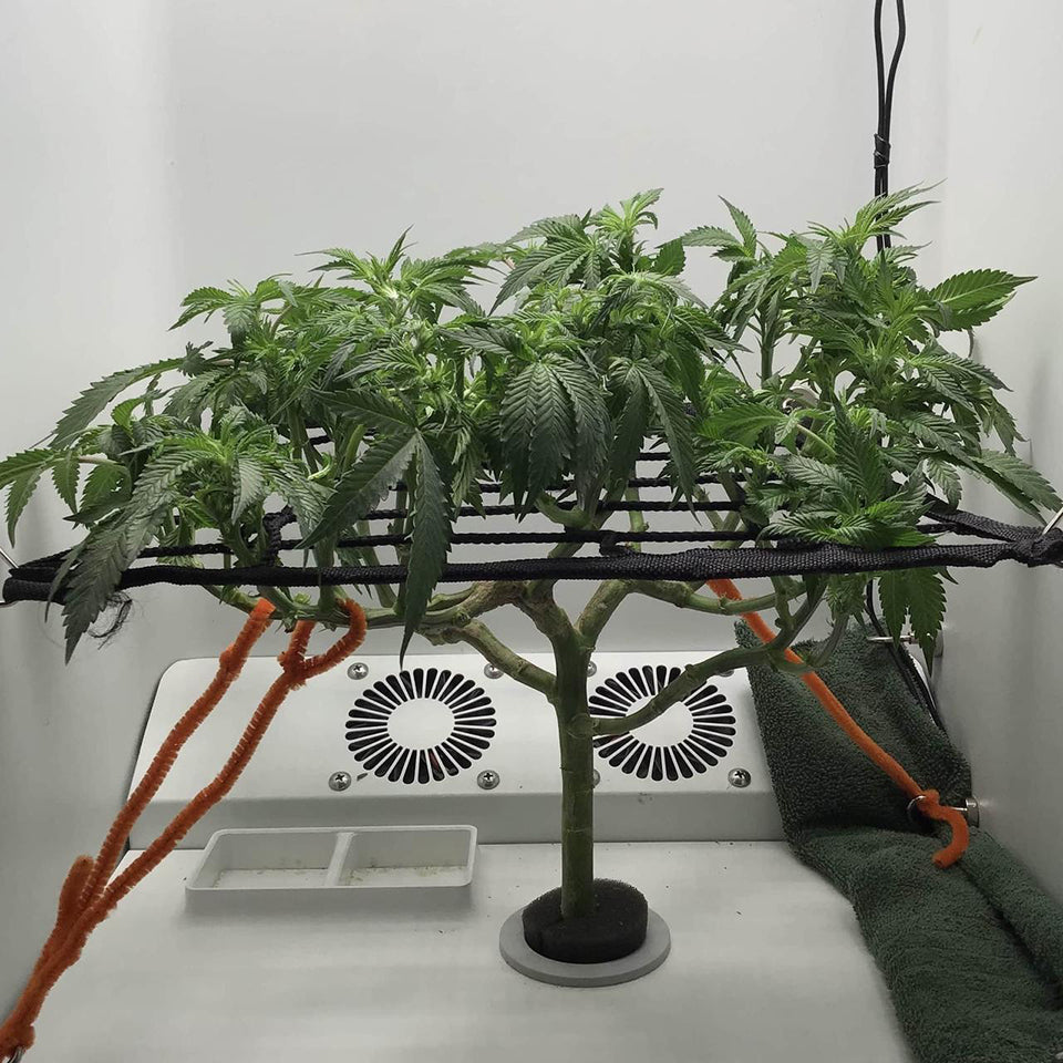 Hey abby grower using LST on weed plants