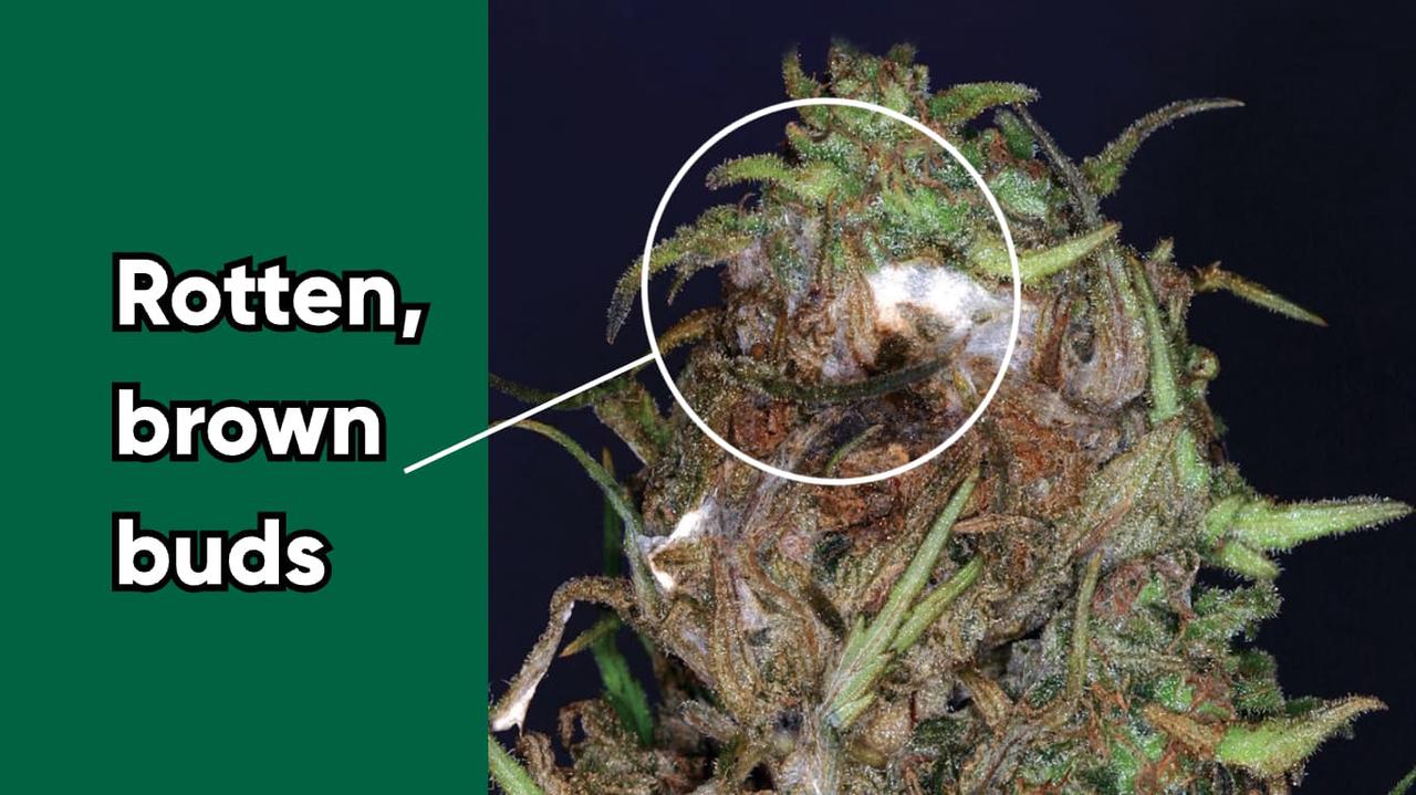cannabis bud rot_final stage
