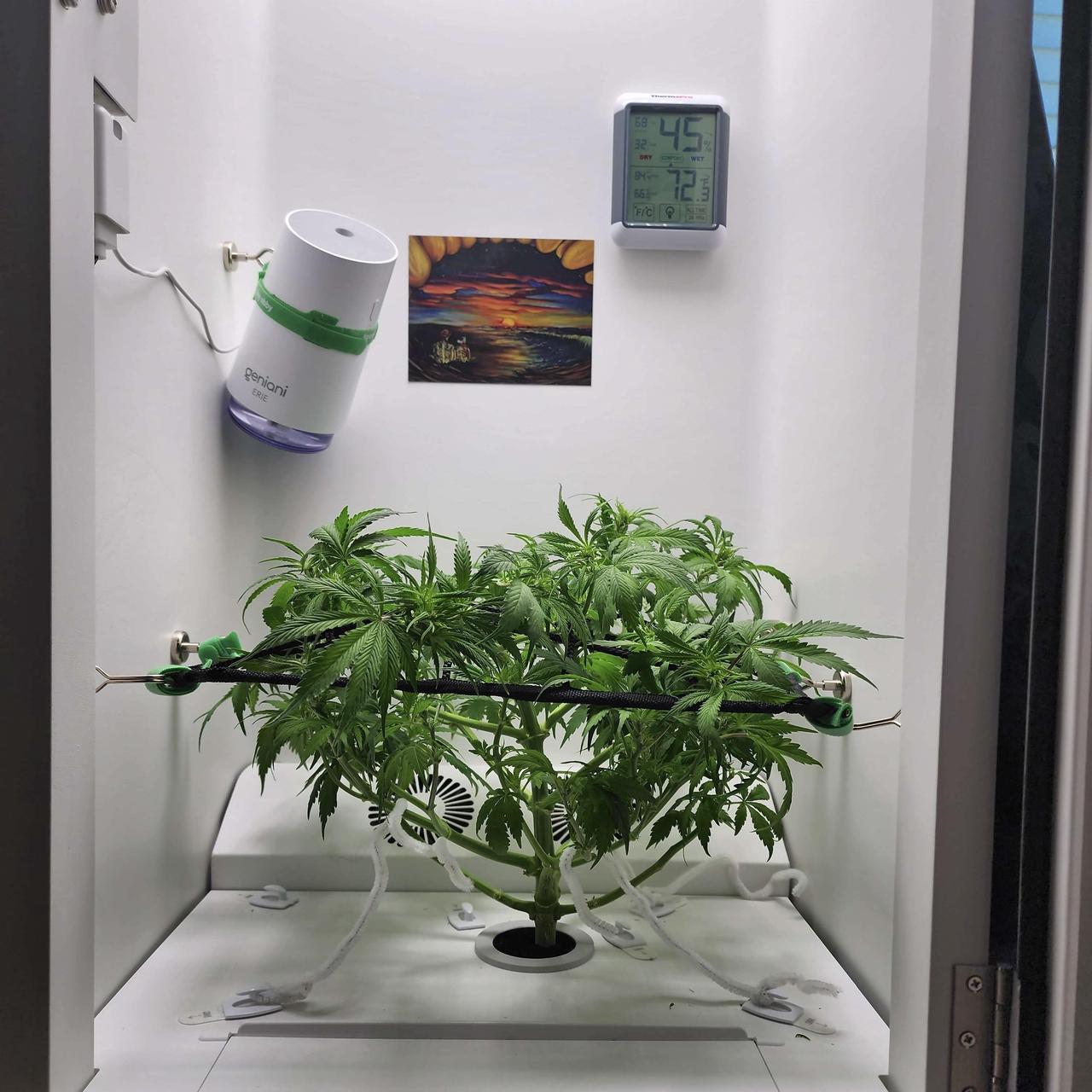 home-grown cannabis with Hey abby grow box