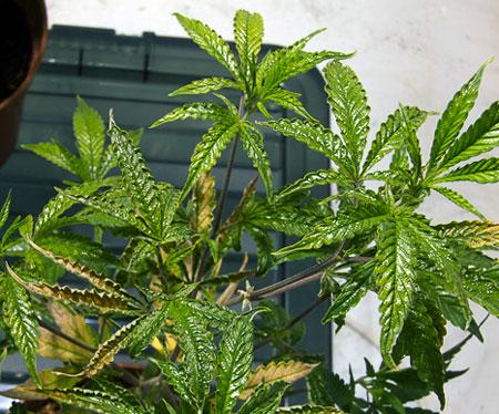 cannabis plants affected by broad mites