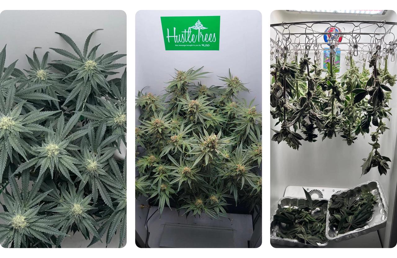 home-grown cannabis using Hey abby grow box
