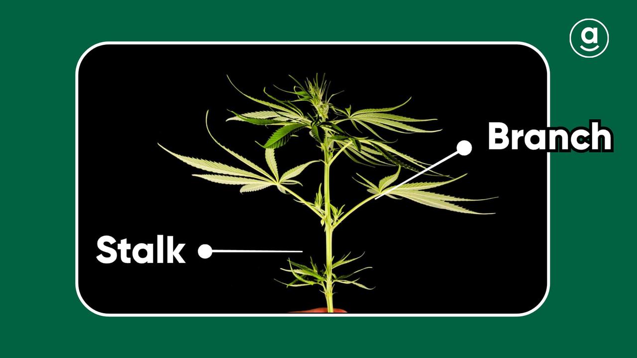 stalk and branch of weed plants.jpg
