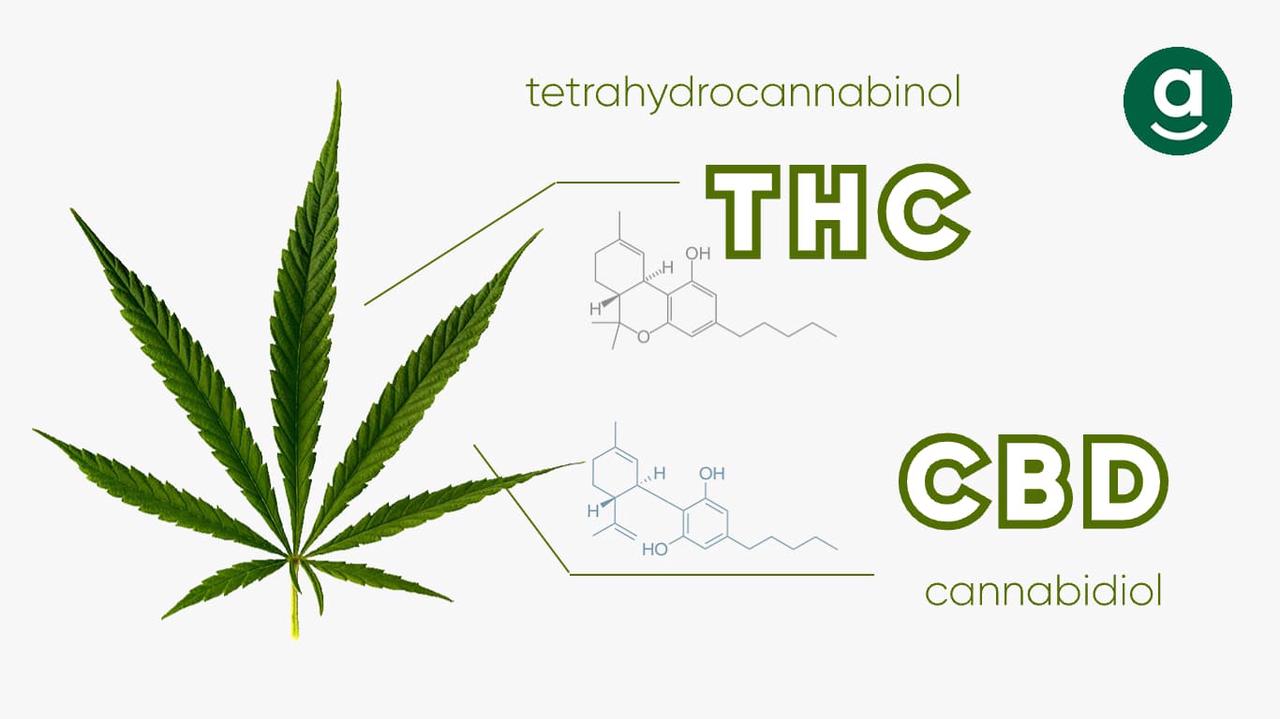 thc and cbd in cannabis