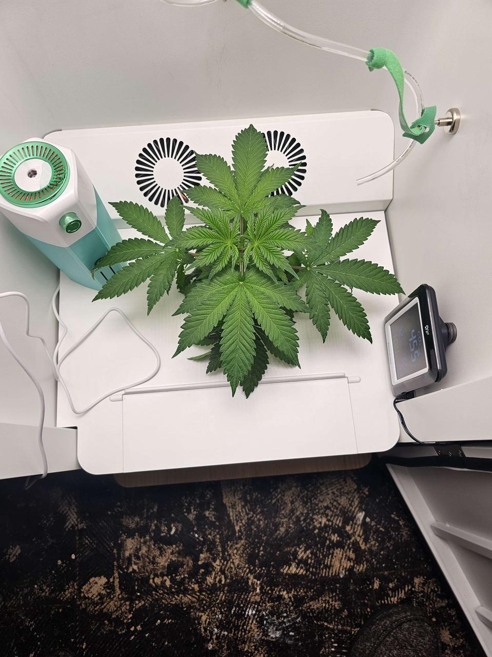 Hey abby grower topping cannabis plant.jpeg