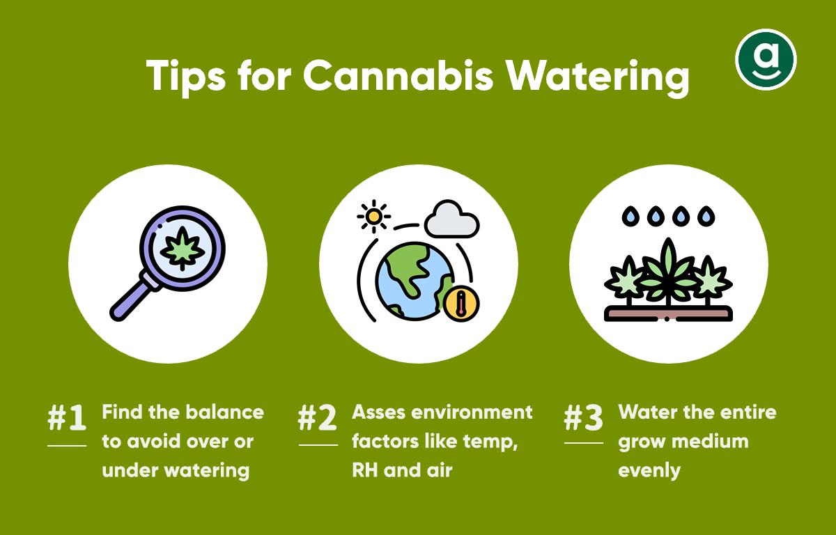 tips for Cannabis Watering