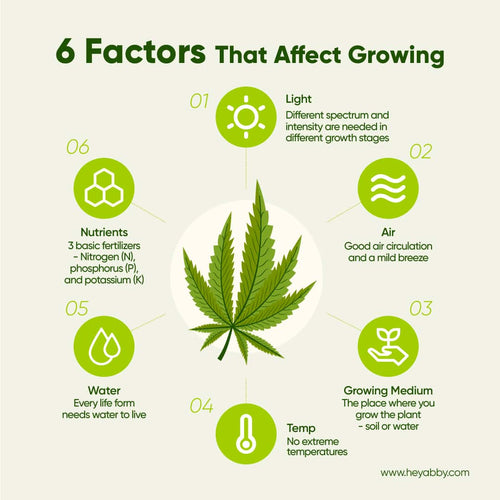 how to grow marijuana_6 factors