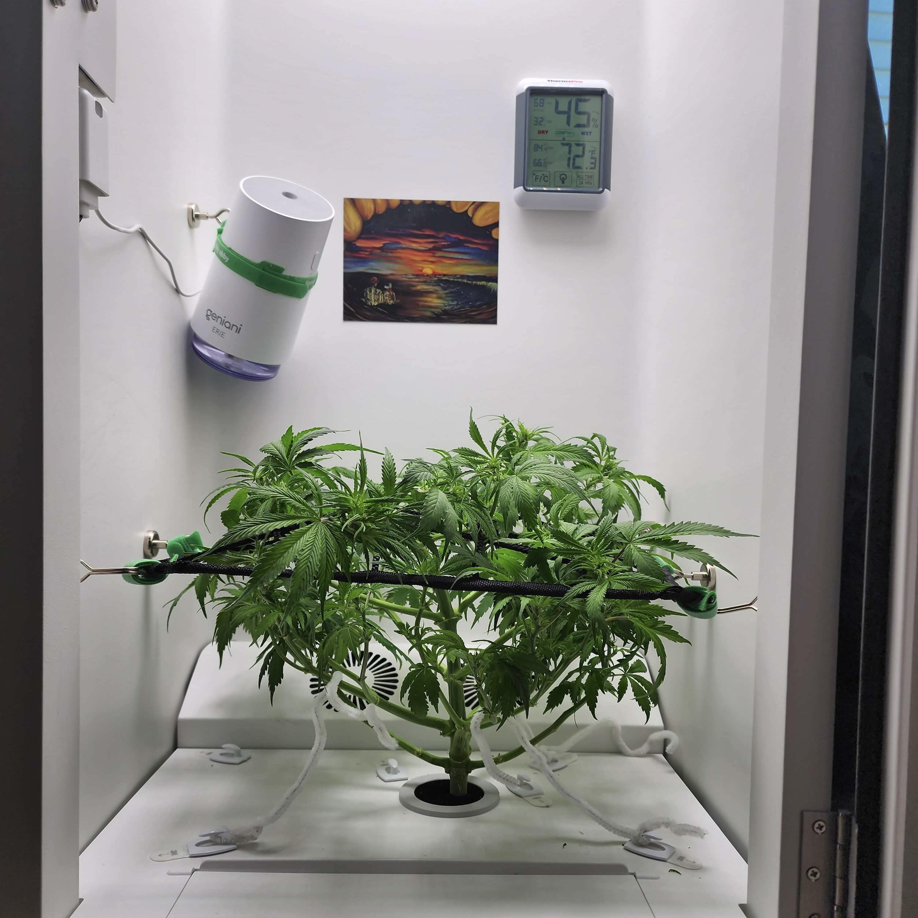 healthy cannabis leaves in Hey abby grow box