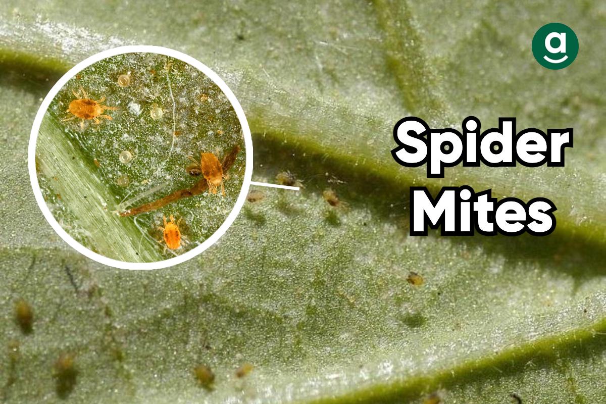 common bugs on weed plants_spider mites