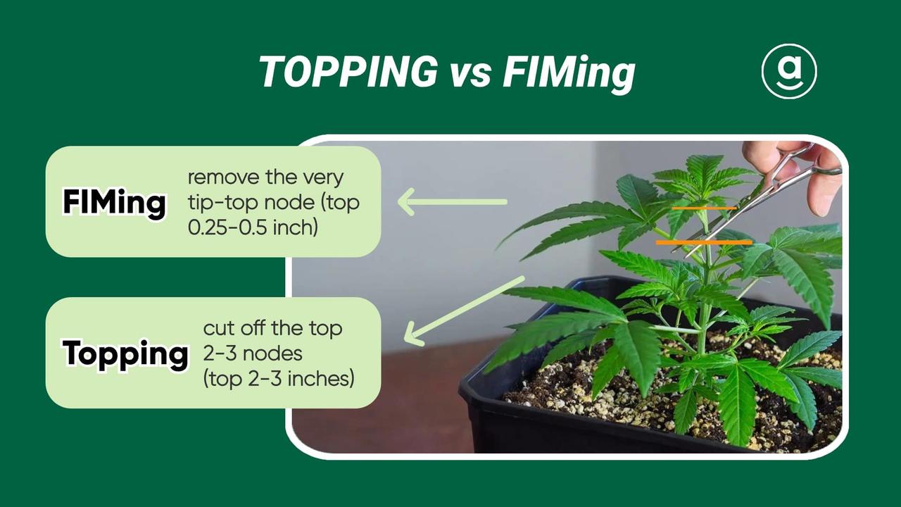 topping vs FIMing cannabis plants
