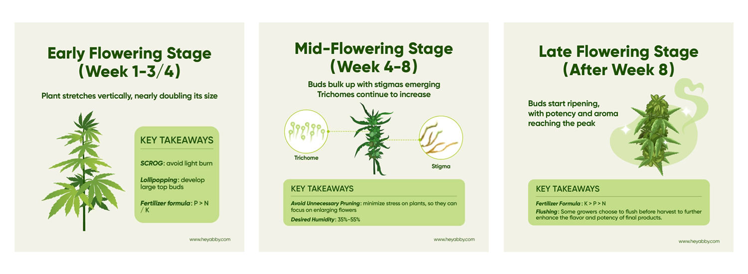 cannabis plants flowering stages