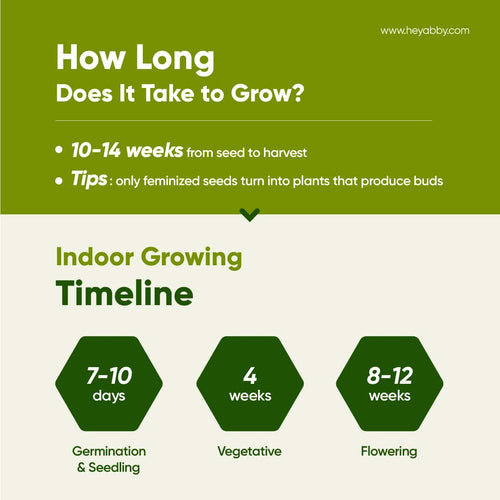 how long does it take to grow weed