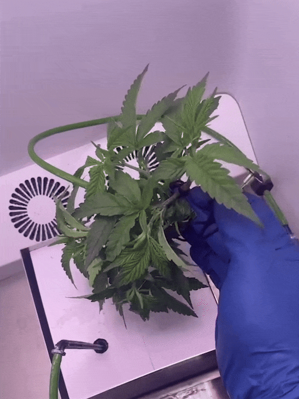 lst cannabis_Bend and Secure the Main Stalk