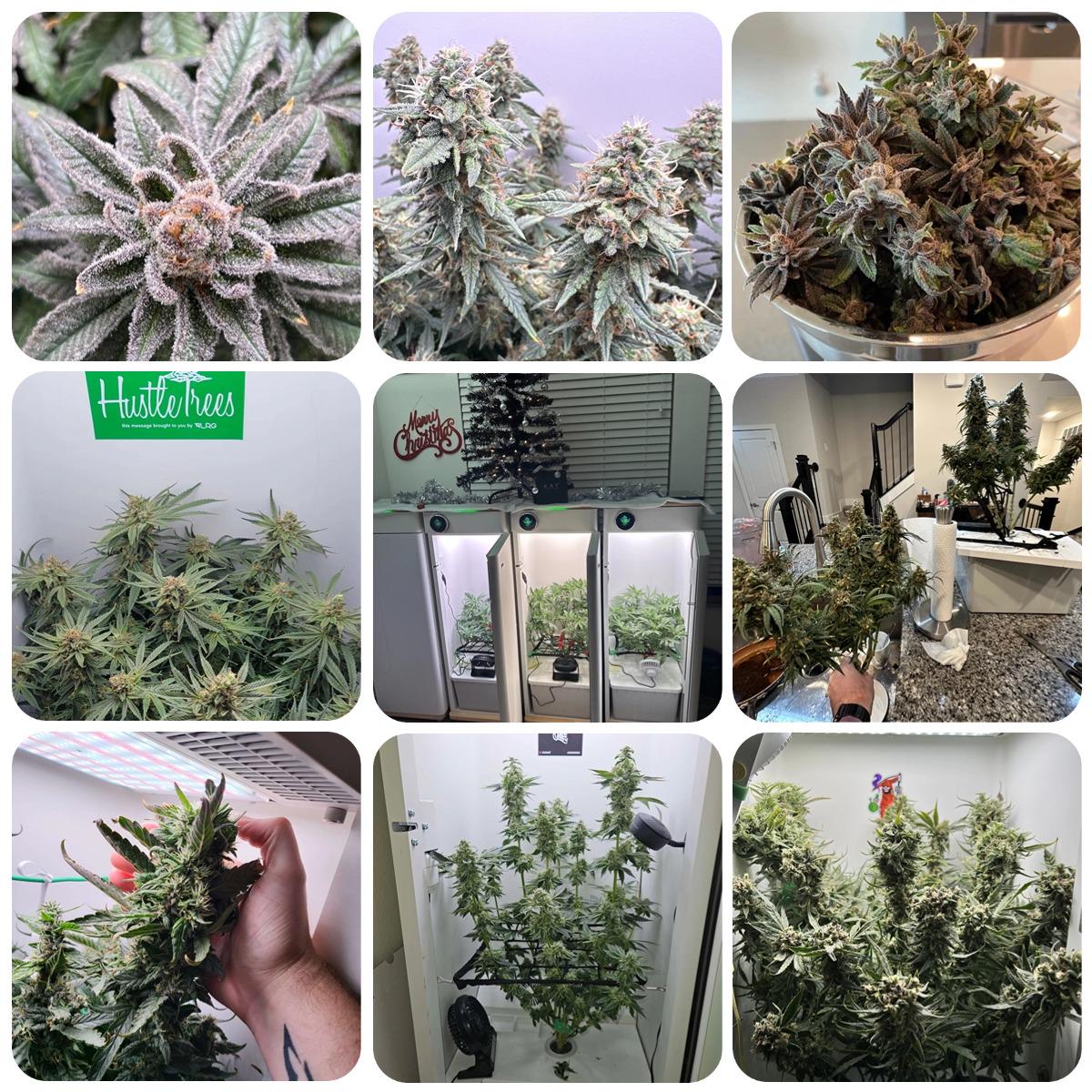 Hey abby grower's harvests