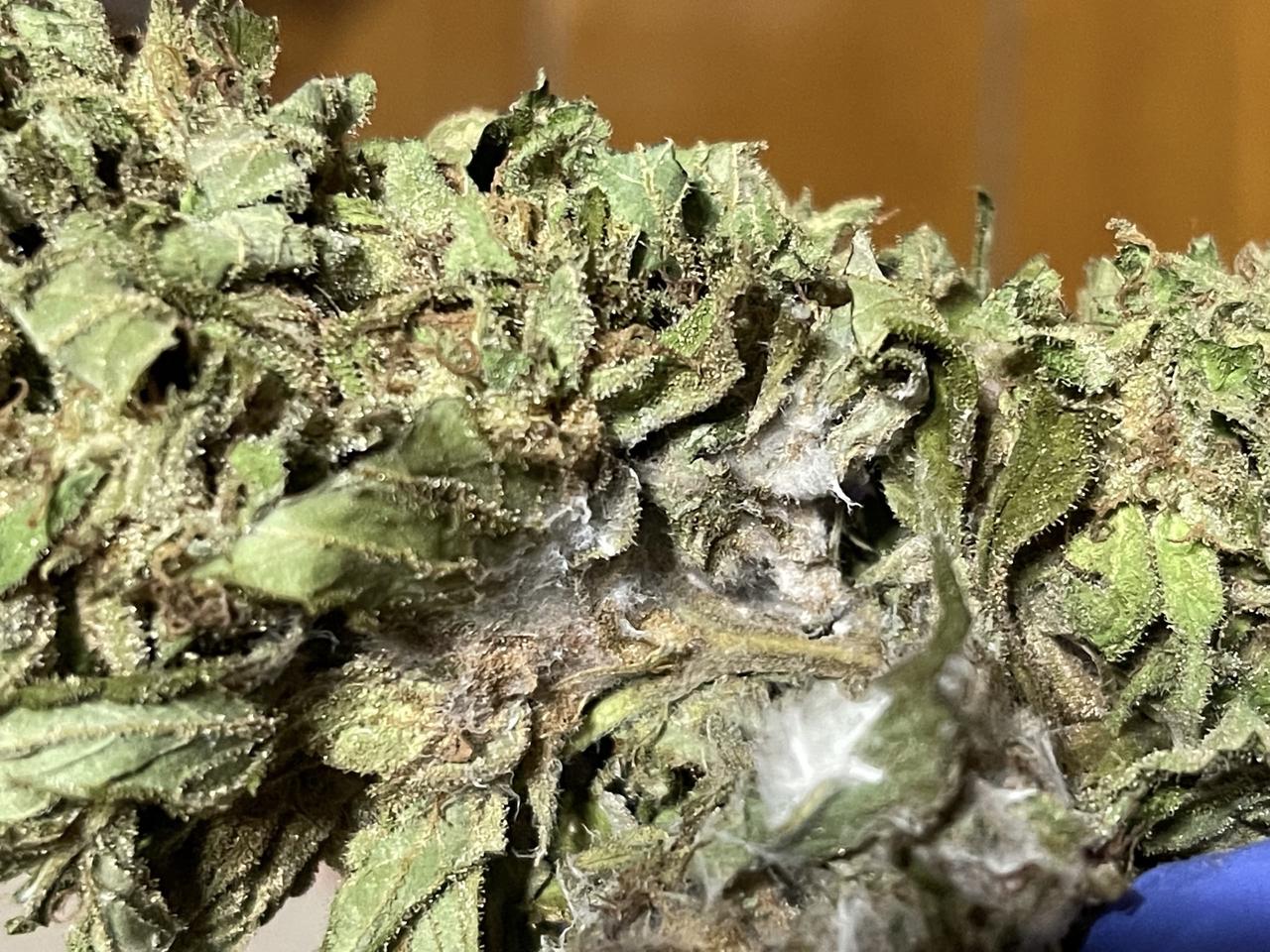 grey mold on weed buds after drying