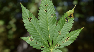 caterpillar damage to cannabis plants
