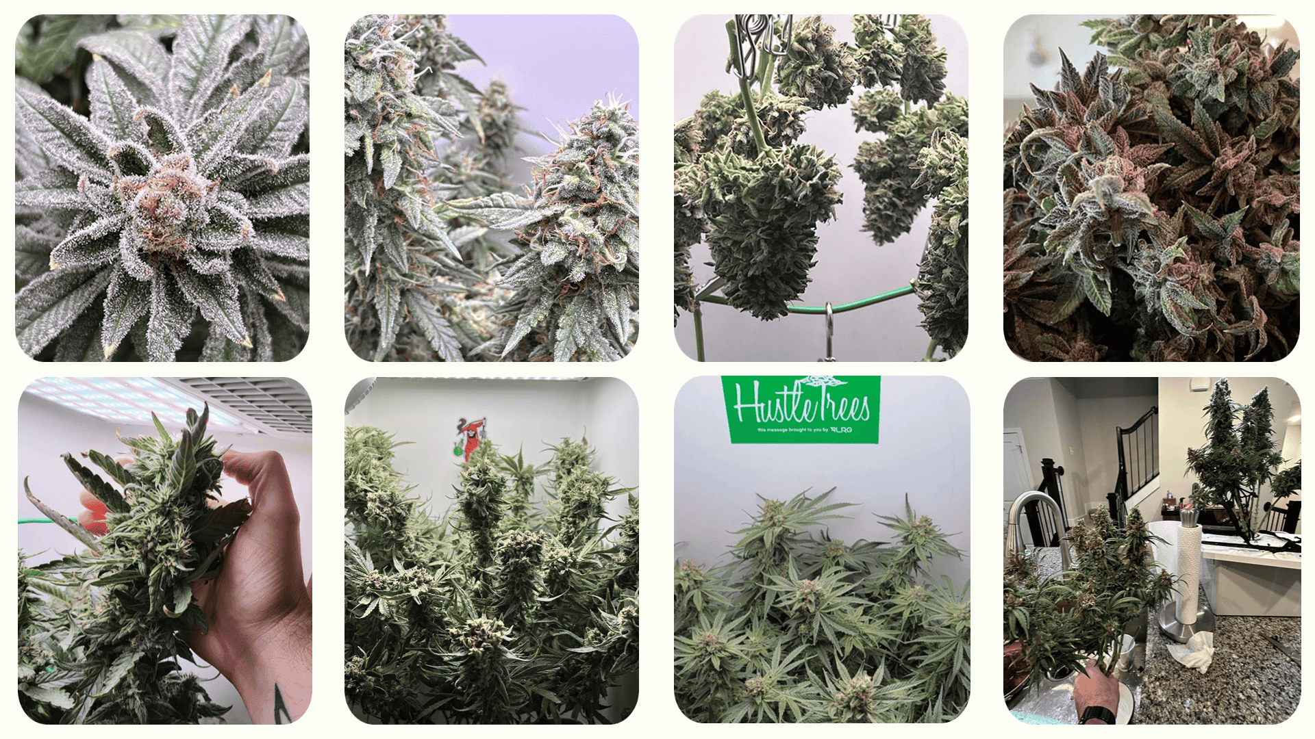 Hey abby growers' harvests.png__PID:0d207edc-0386-4e3e-92f2-f06f8a8297df