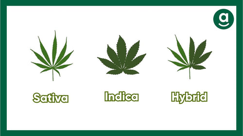 Indica sativa hybrid strains.jpg__PID:26324008-8a1b-4eff-94af-cedb56a5a46c