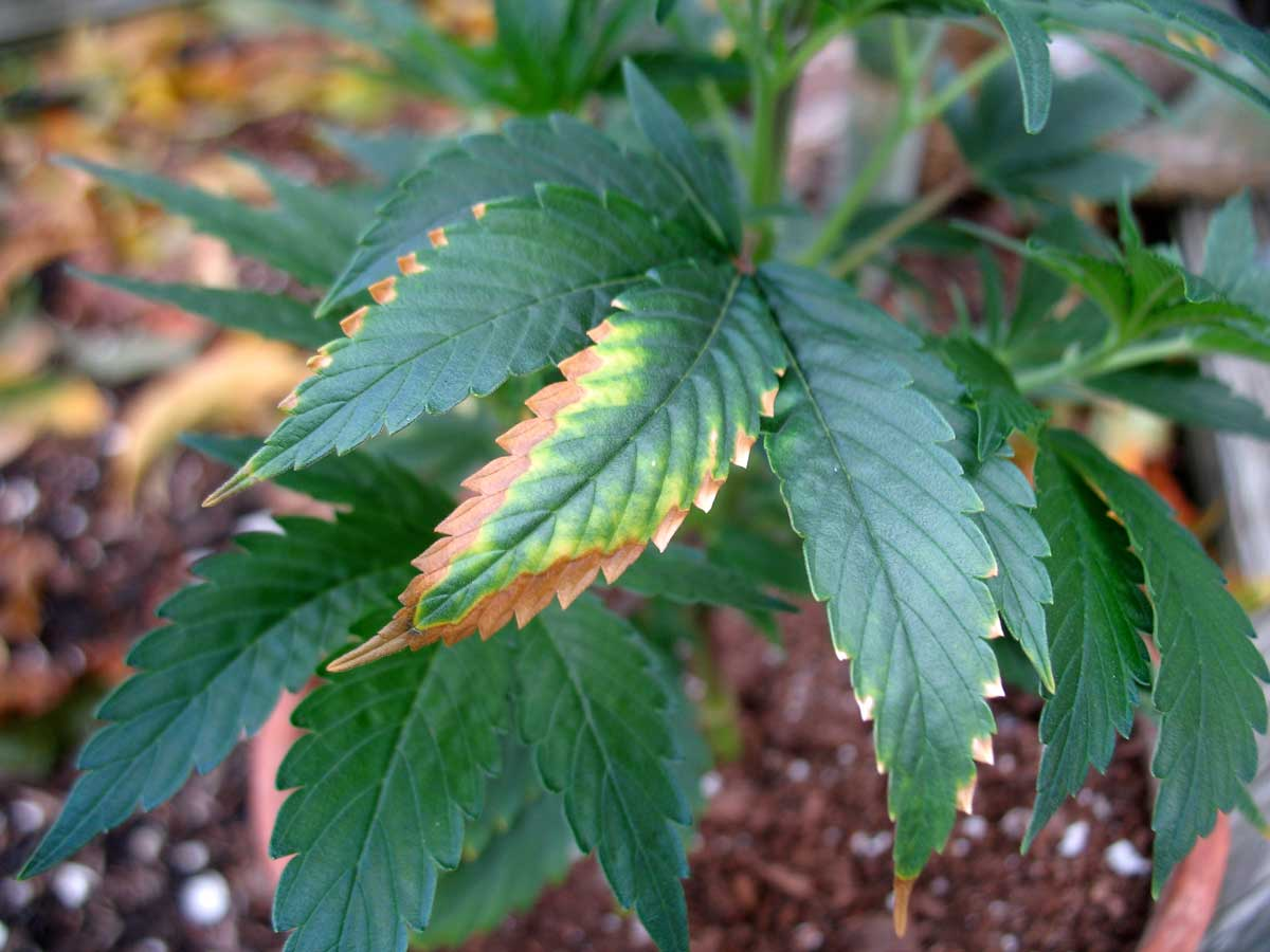 Cannabis Potassium Deficiency